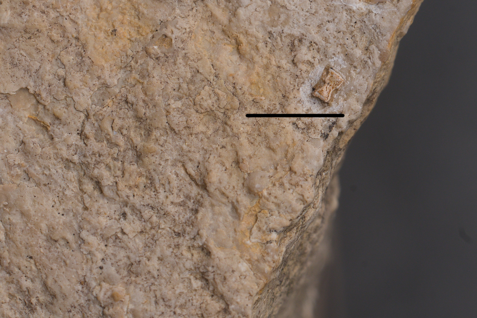 Sauropterygia ?Pachypleurosauridae indet. Disarticulated elements (vertebral centrum)