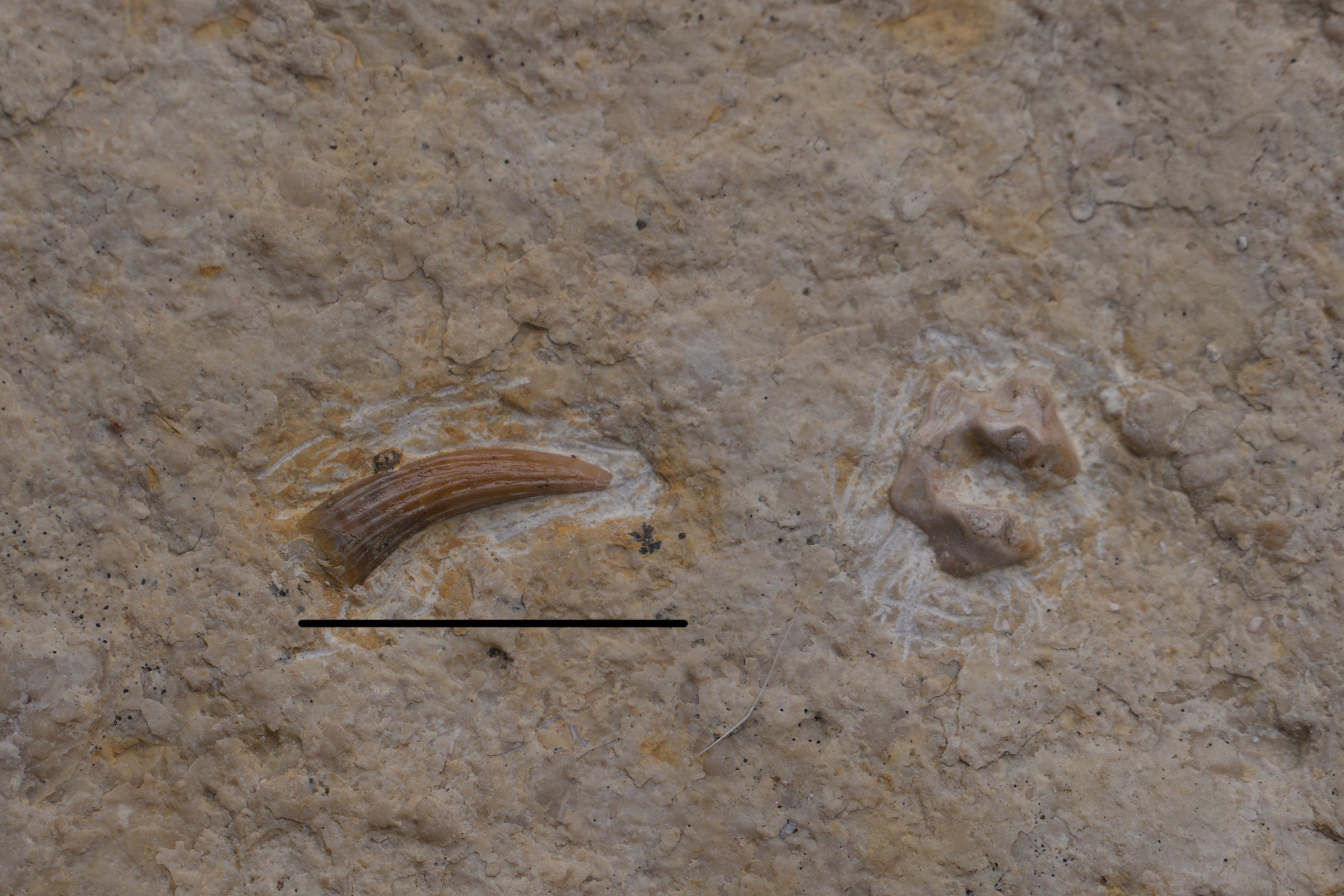 Pachypleurosauridae disarticulated elements 4/LMK