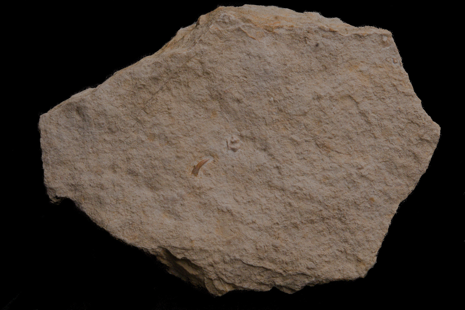 Sauropterygia ?Pachypleurosauridae indet. Disarticulated elements (tooth, neural arch, vertebral centrum)