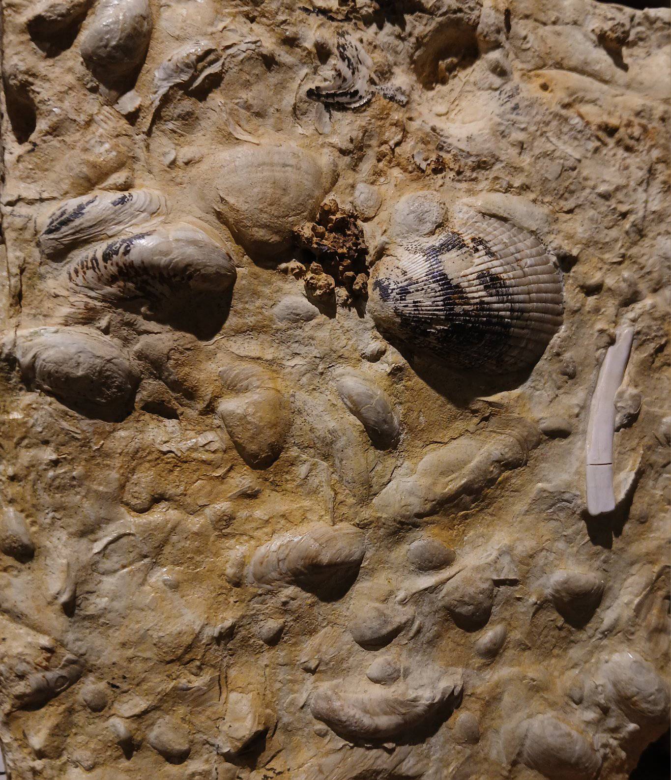 Lower Muchelkalk fossilized seabed, Górny Śląsk, Polska