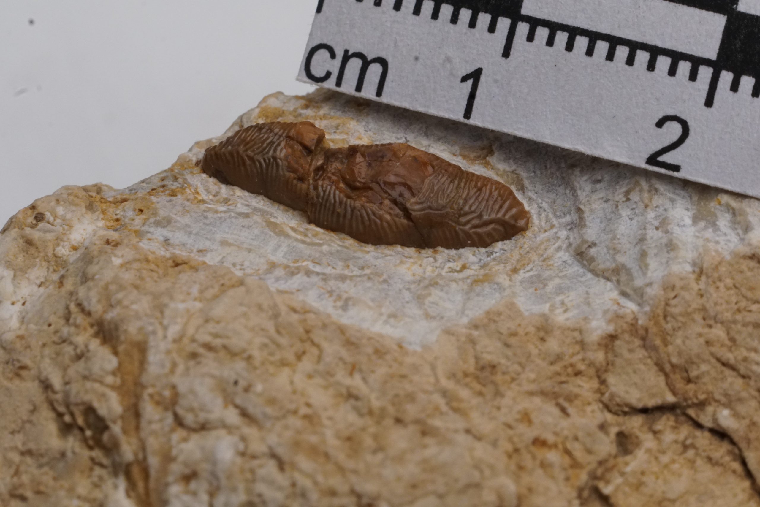 Acrodus gaillardoti tooth 1/UMK