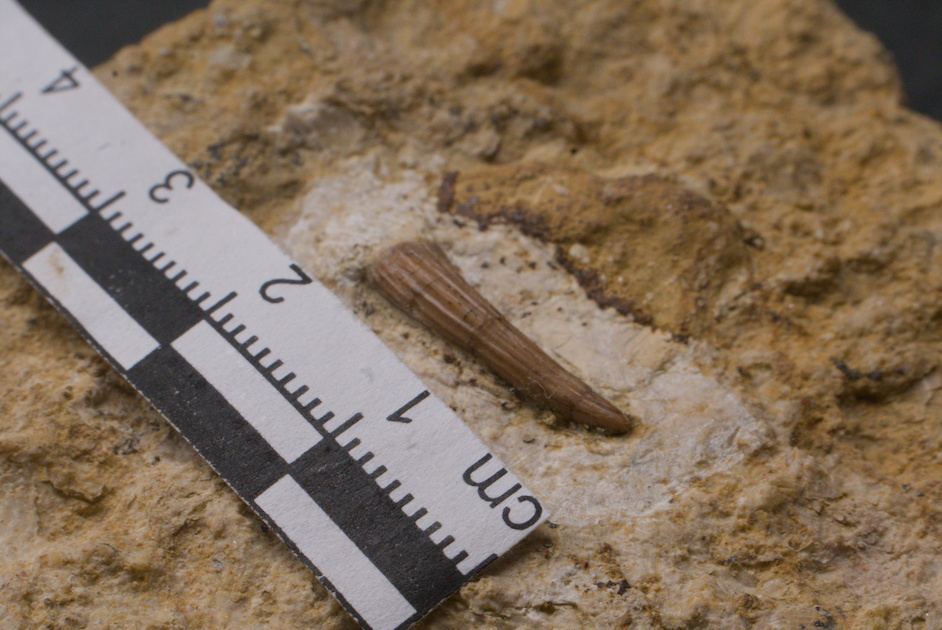 Sauropterygia tooth, Lower Gogolin Formation, Upper Silesia, Poland