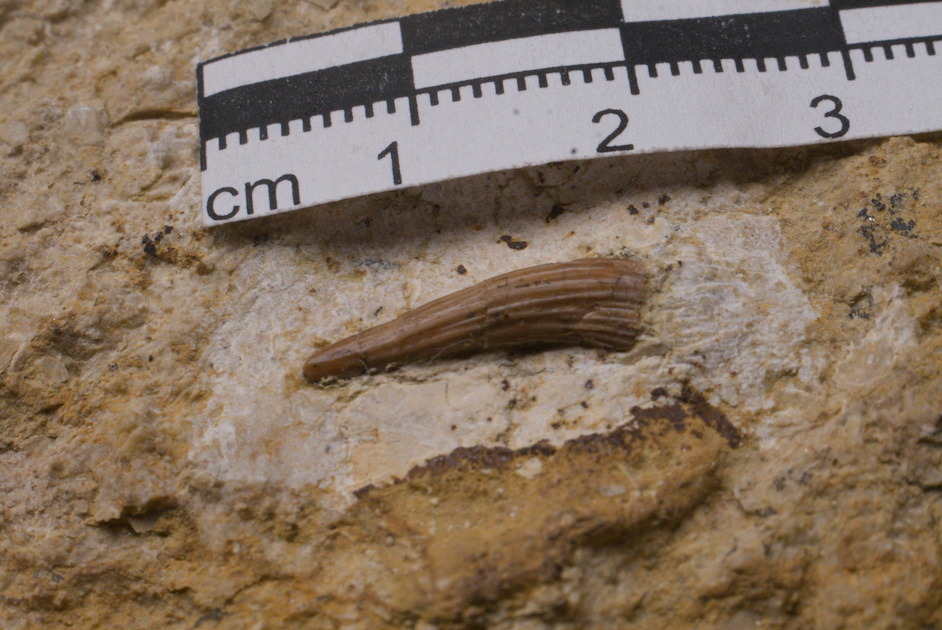 Sauropterygia cf. Nothosaurus tooth 1/LMK