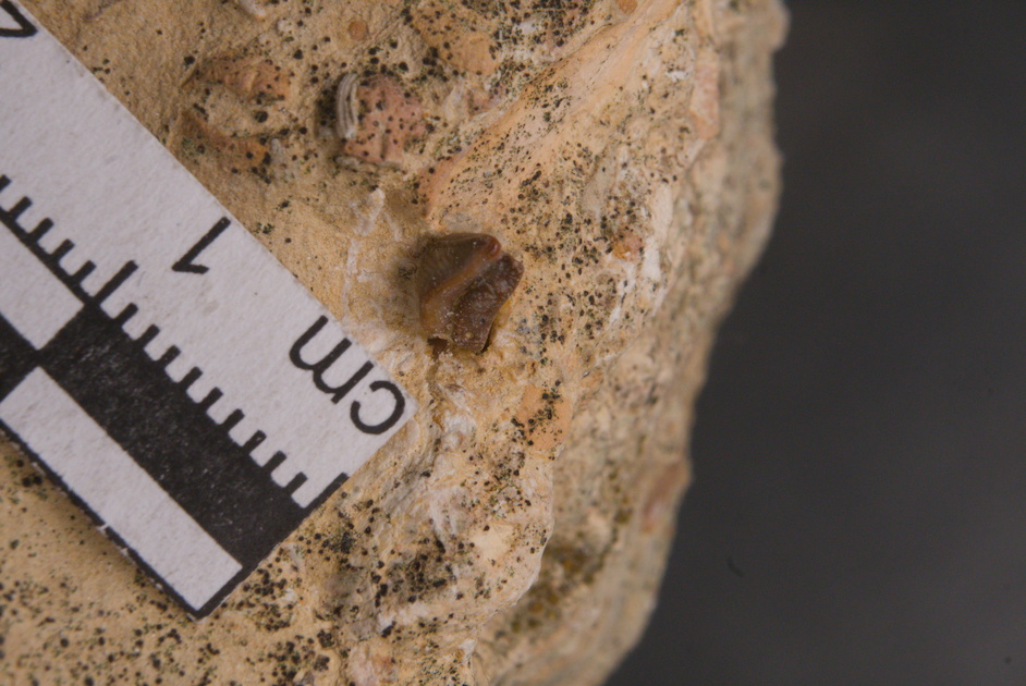 Acrodus sp. tooth,  , Gogolin Formation, Upper Silesia, Poland