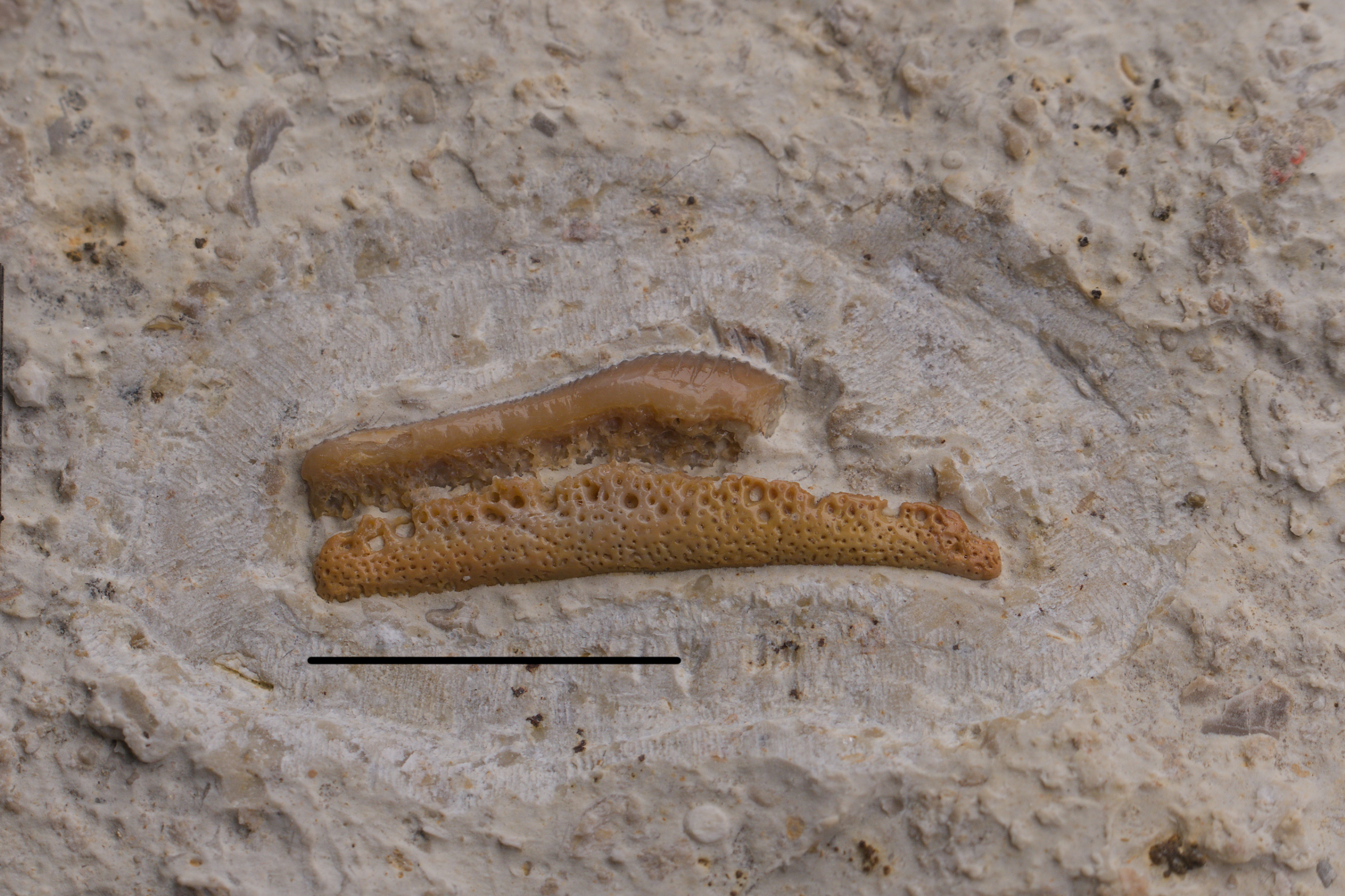 Acrodus sp. tooth 6/LMK