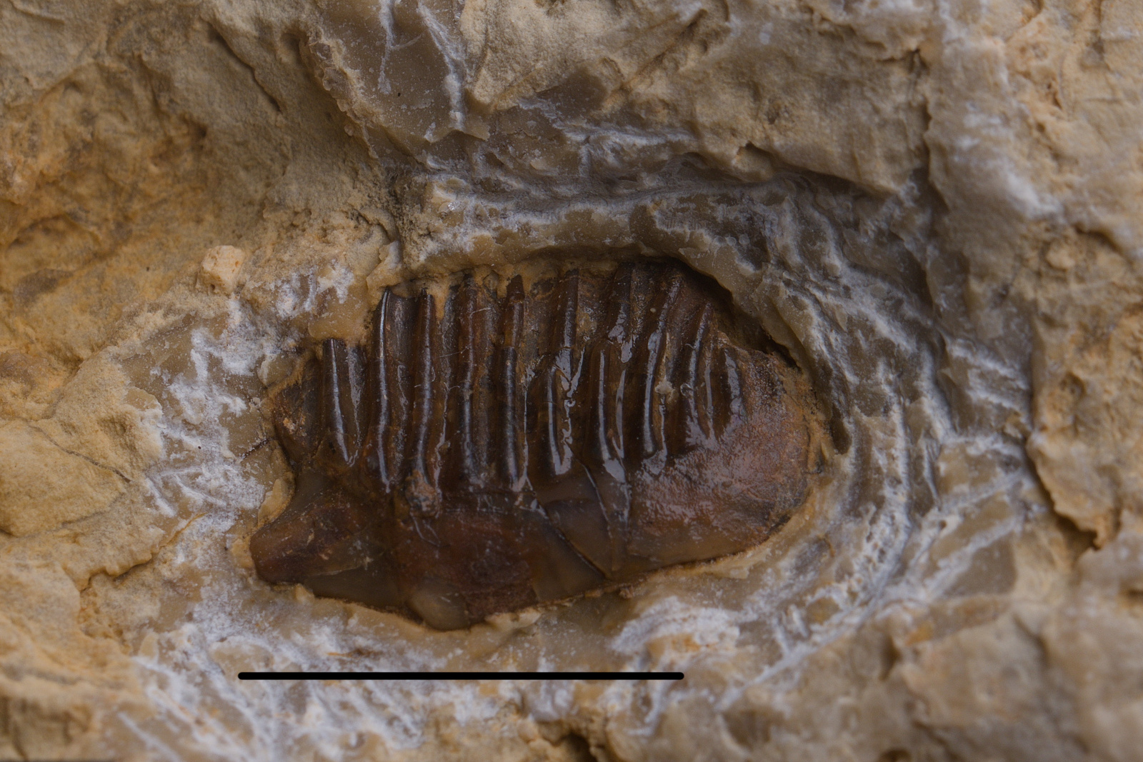Colobodus sp. cf. chorzowiensis ganoid scale, 10/LMK