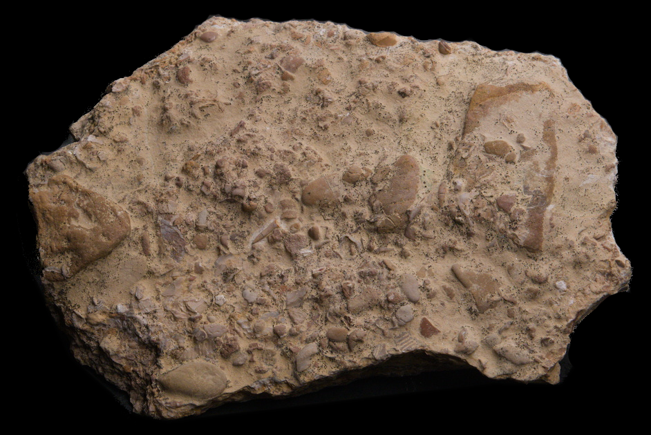 Sauropterygia assoc. Acrodus teeth 2/LMK