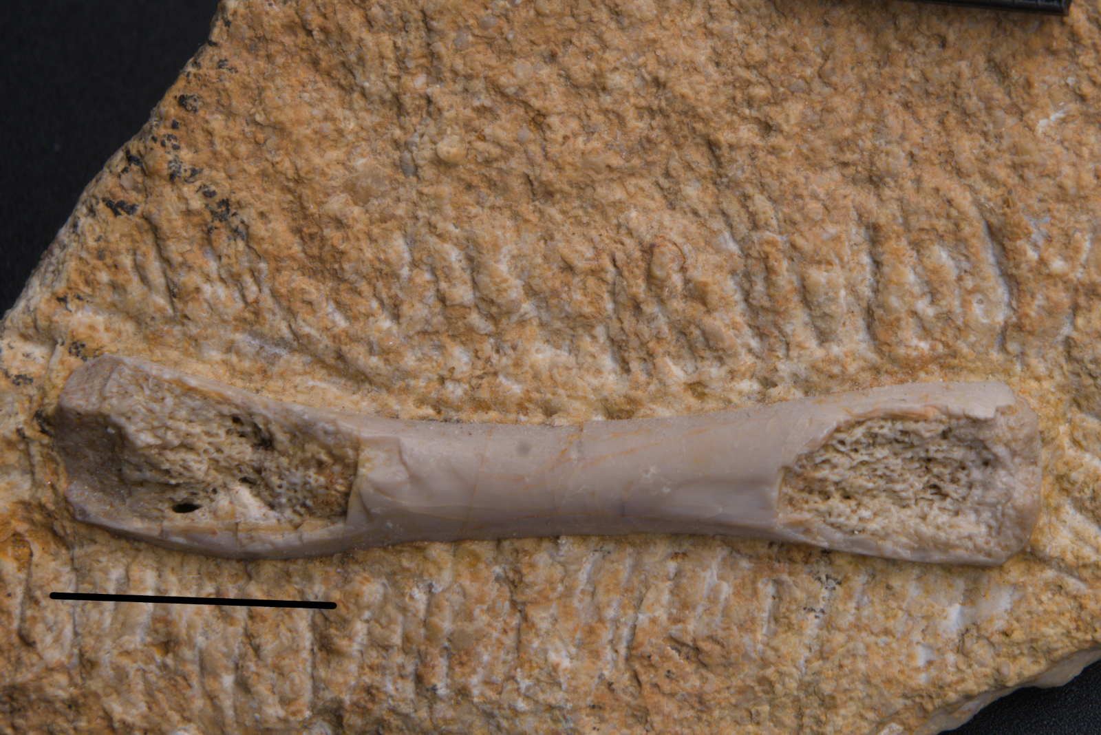 Pachypleurosauridae cf. Dactylosaurus, femur 8/LMK