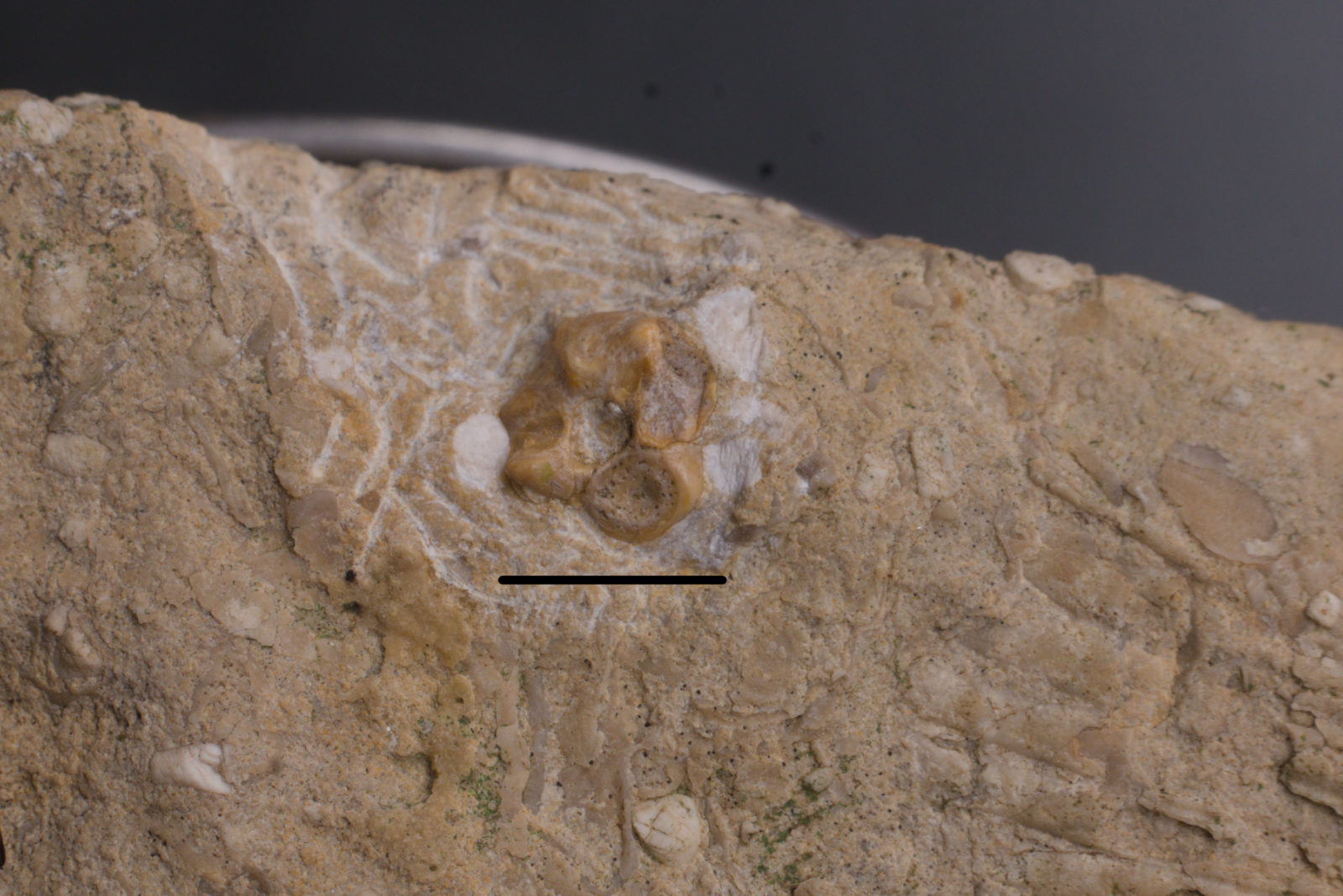 Pachypleurosauridae vertebra 5/LMK