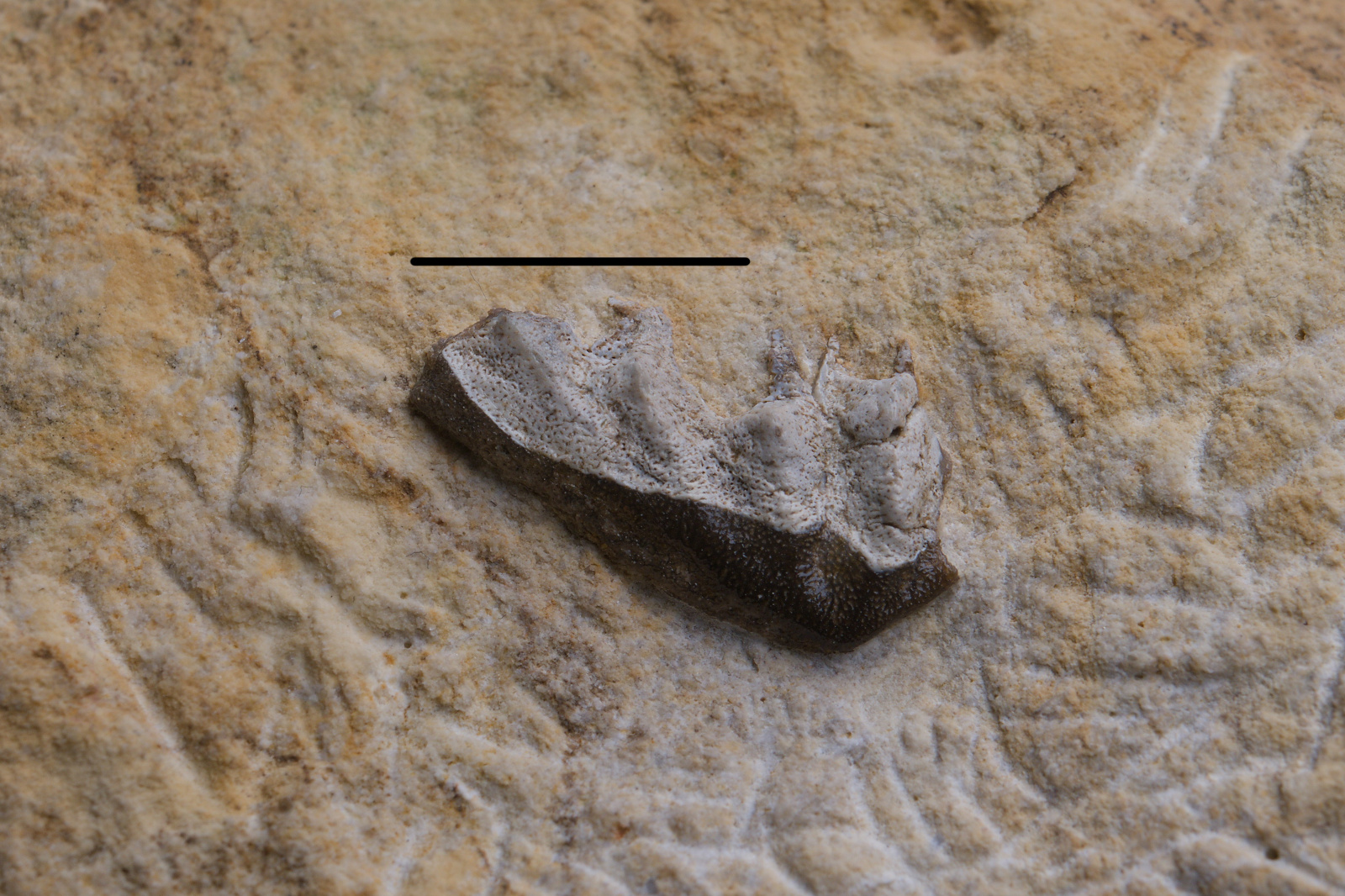 Ptychoceratodus cf. medelungi tooth plate 9/LMK