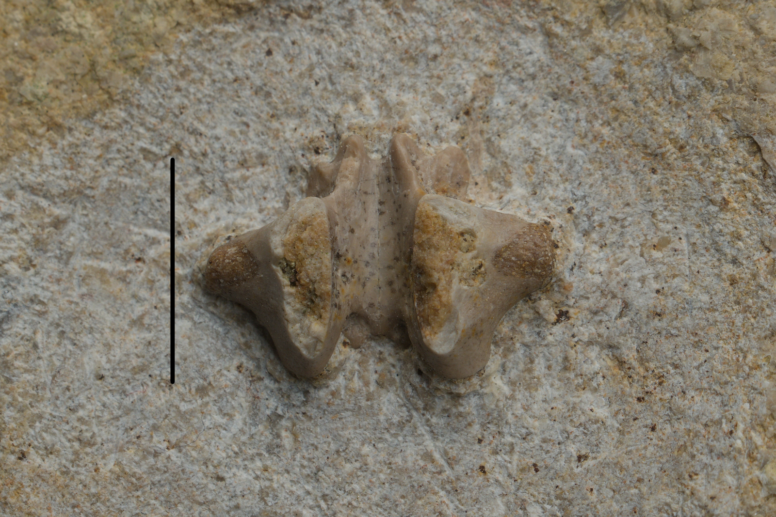 Sauropterygia indet. vertebral neural arch 3/LMK