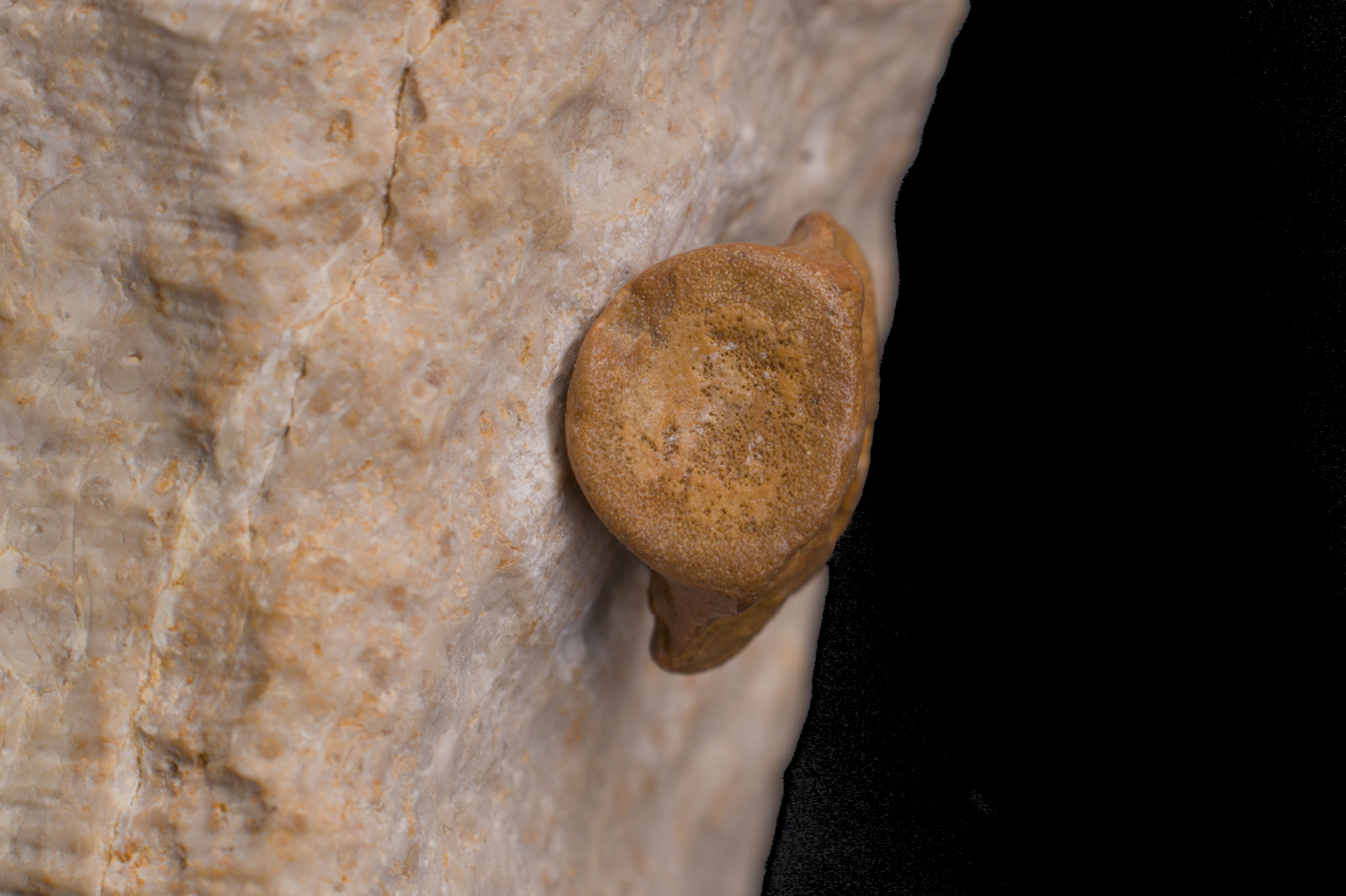 Sauropterygia indet. cf. Nothosaurus vertbera centrum, Gogolin Beds, Lower Muschelkalk, Poland