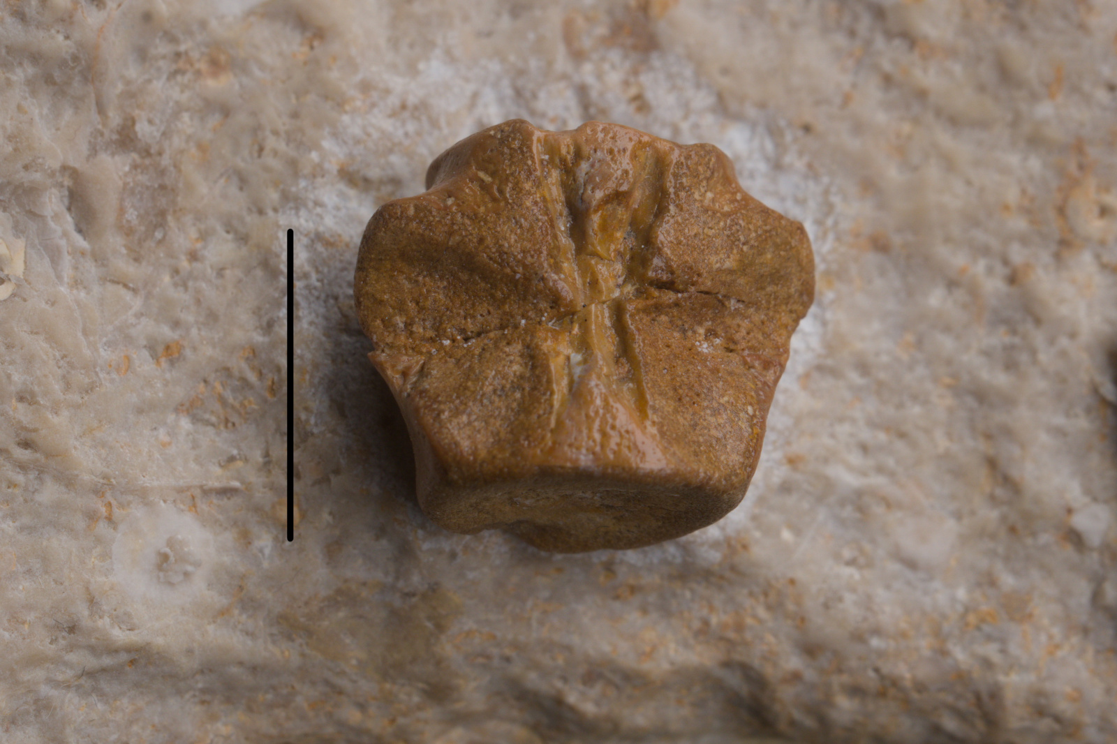 Sauropterygia indet. cf. Nothosaurus vertebra centrum 7/LMK