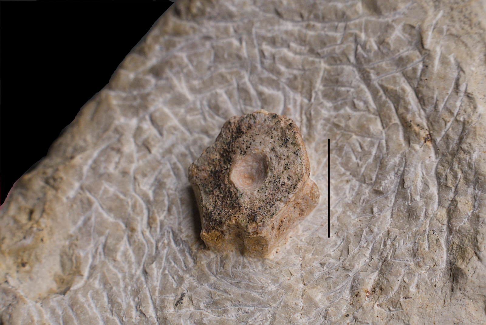 Ichthyosauria indet. (cf. Mixosaurus sp.), vertebra centrum, Górny Śląsk, Lower Muschelkalk