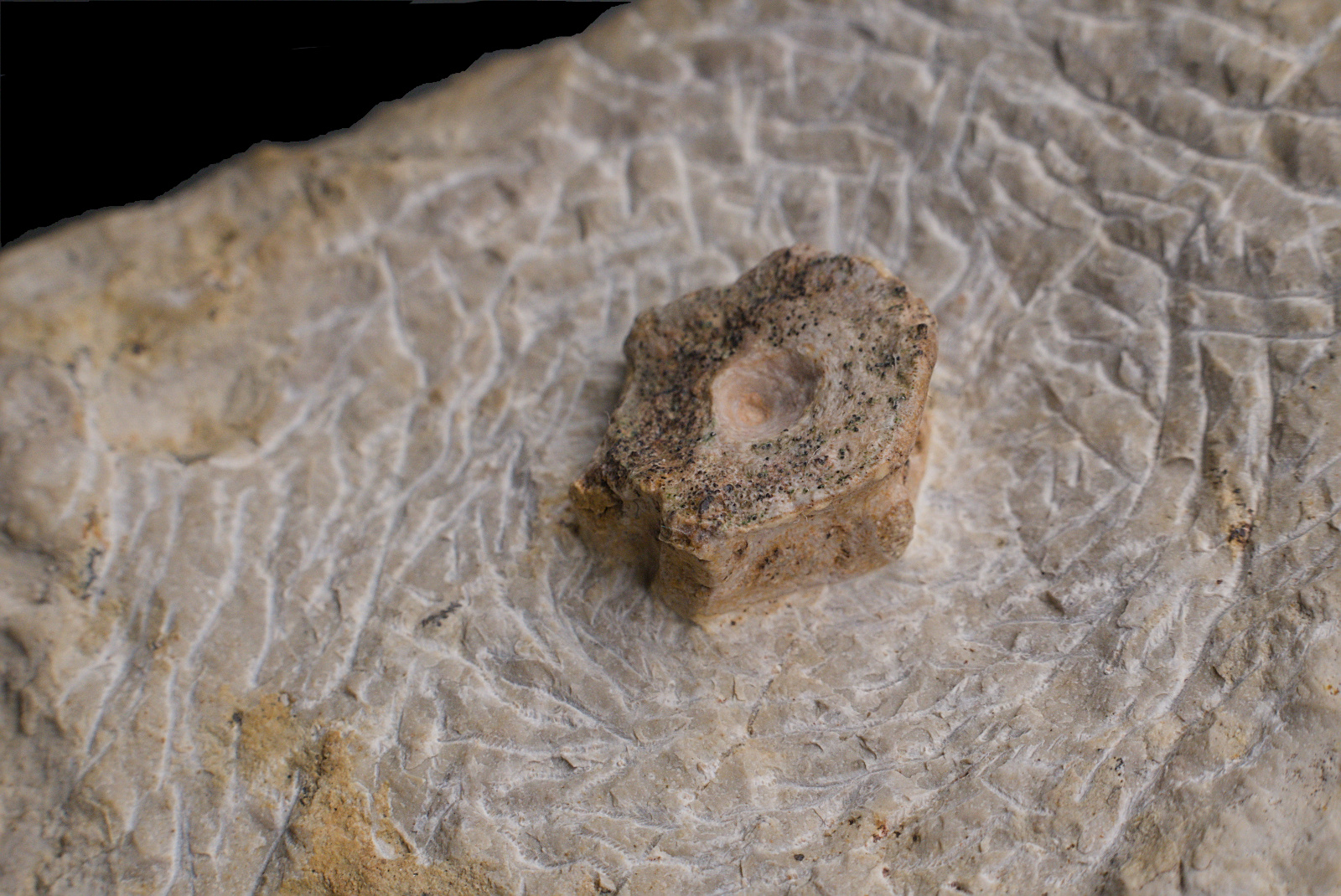 Ichthyosauria indet. (cf. Mixosaurus sp.), vertebra centrum, Górny Śląsk, Middle Triassic