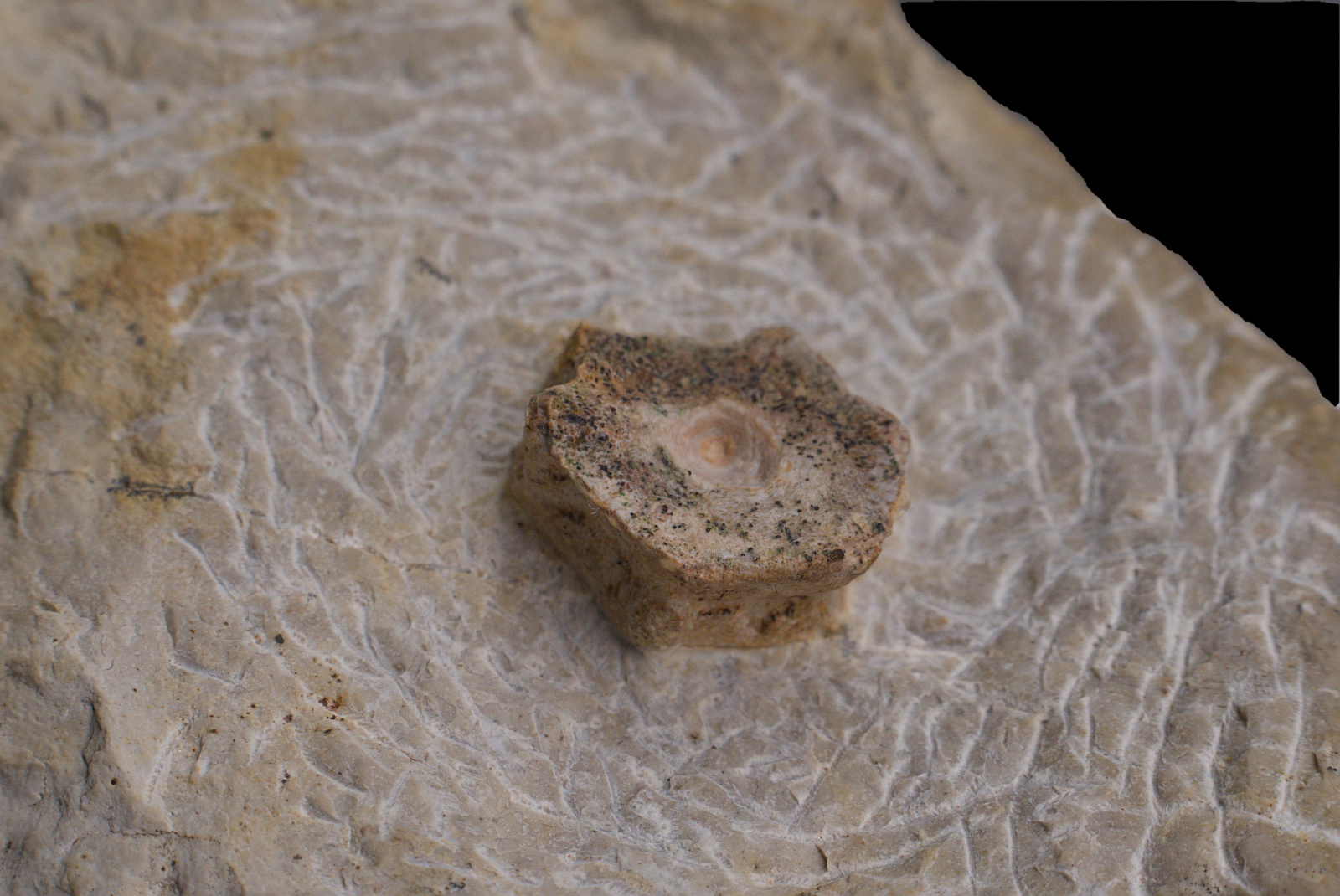 Ichthyosauria indet. (cf. Mixosaurus sp.), vertebra centrum, Górny Śląsk, Polska