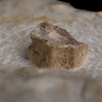 Ichthyosauria indet. (cf. Mixosaurus sp.), vertebra centrum, Gogolin Formation, Górny Śląsk, Polska