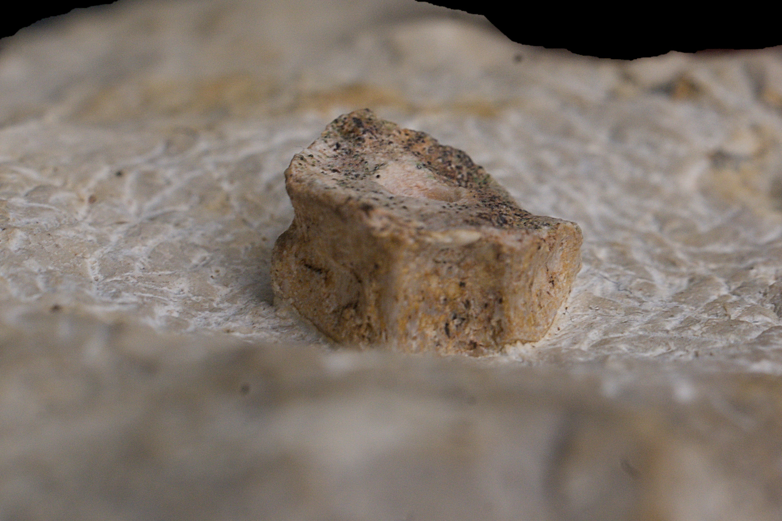 Ichthyosauria indet. (cf. Mixosaurus sp.), vertebra centrum, 16/LMK