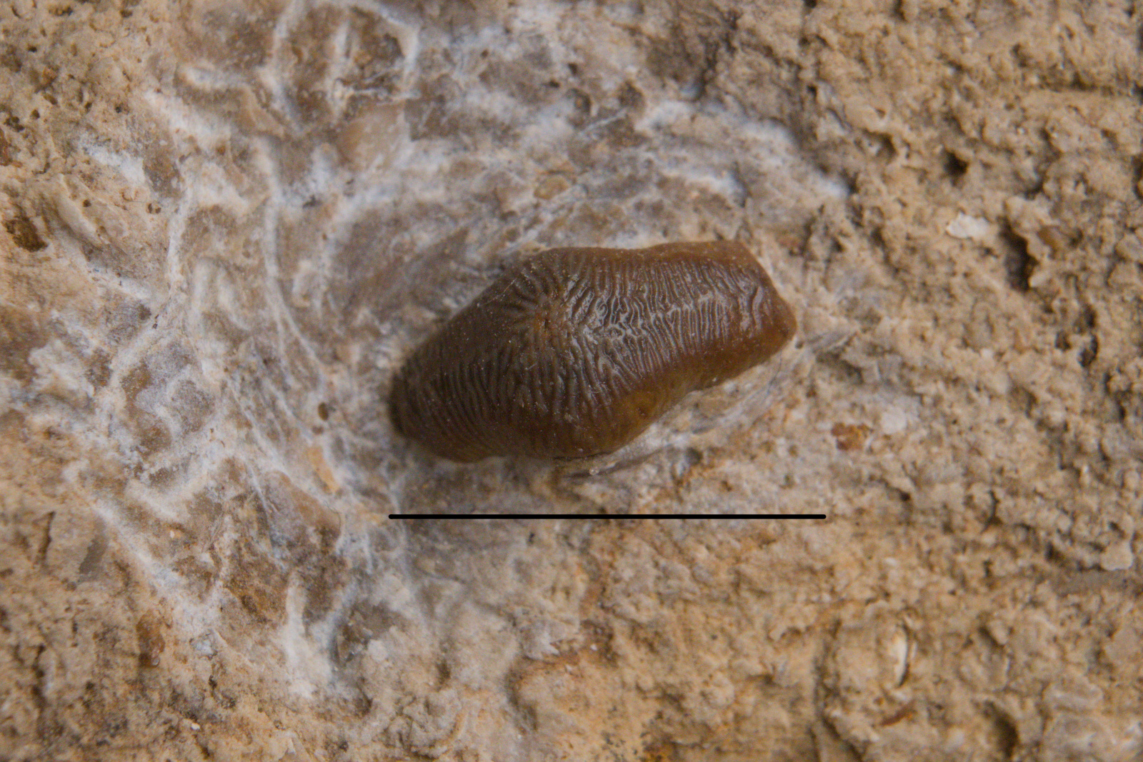 Acrodus lateralis, tooth, Upper Mushelkalk. Górny Śląsk. trias środkowy. 