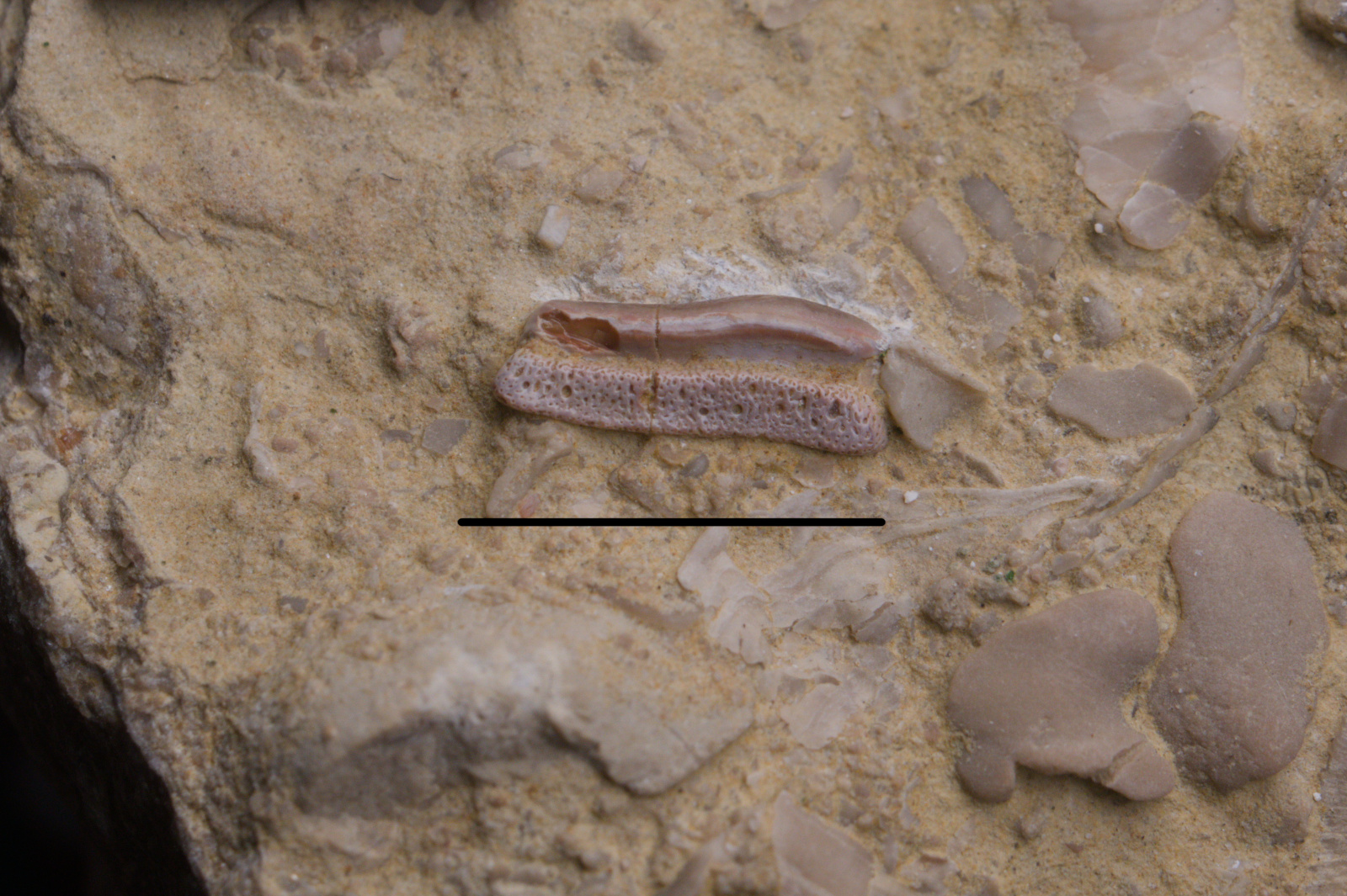 Acrodus sp. lateral tooth, 11/LMK