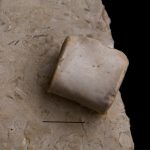 Sauropterygia cf. Nothosaurus vertebra centrum. Lower Gogolin Beds, Poland