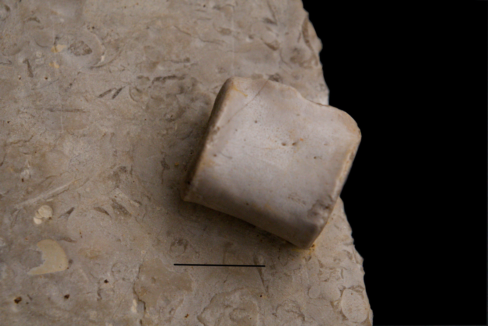 Sauropterygia cf. Nothosaurus, vertebra centrum, 14/LMK