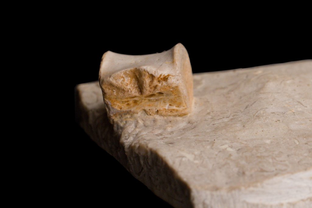 Sauropterygia cf. Nothosaurus vertebra centrum. Dorsal View.