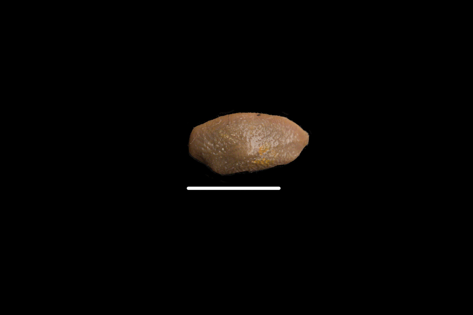 Palaeobates angustissimus, tooth, 13/LMK