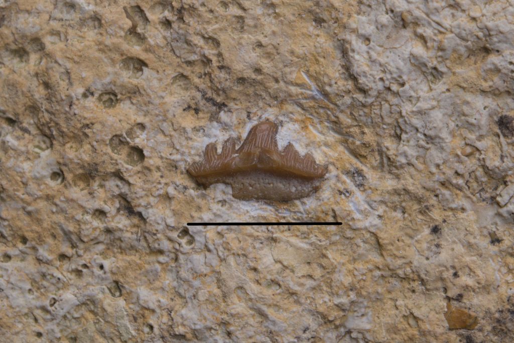 Parhybodus plicatilis tooth, Upper Muschelkak. Scale bar 10mm. Górny Śląsk, Polska