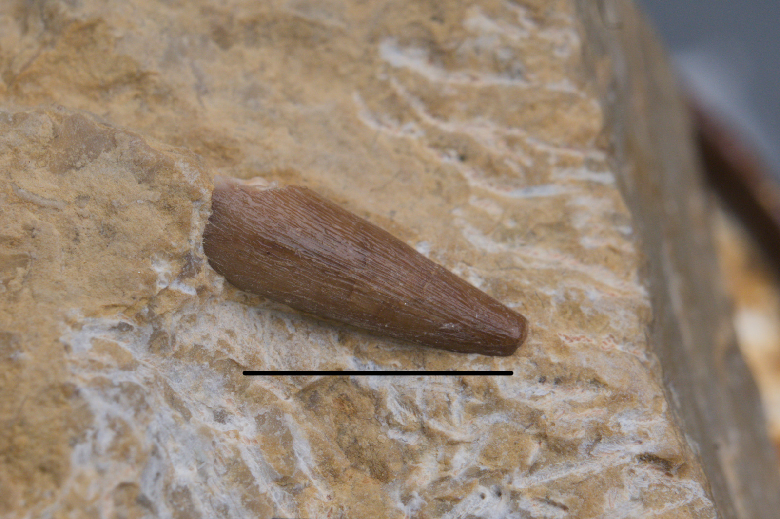 Pistosaurus longaevus, tooth, 2/UMK