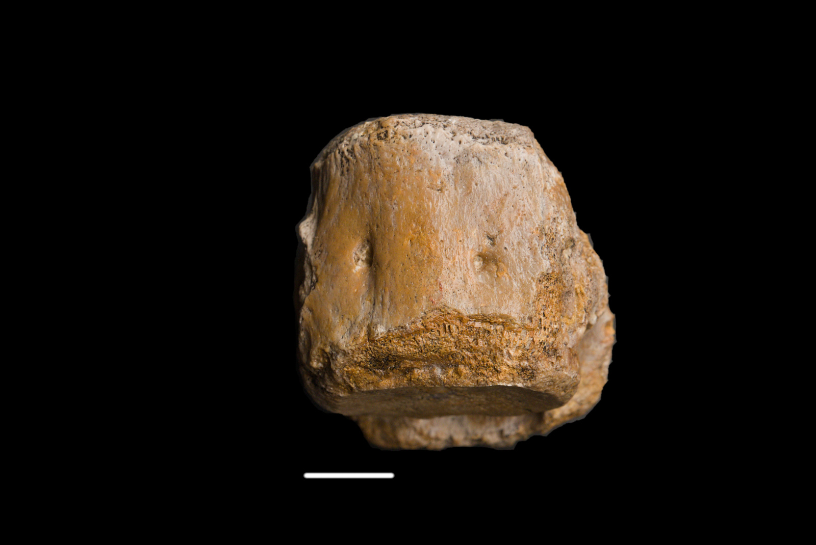 Pistosaurus longaevus vertebra, ventral view