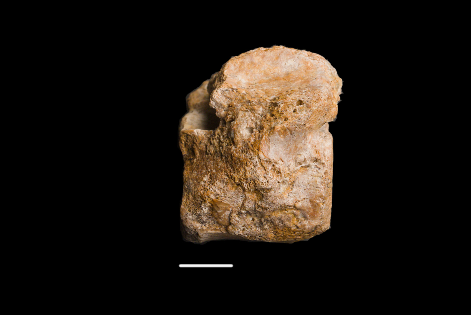 Pistosaurus longaevus vertebra, lateral view