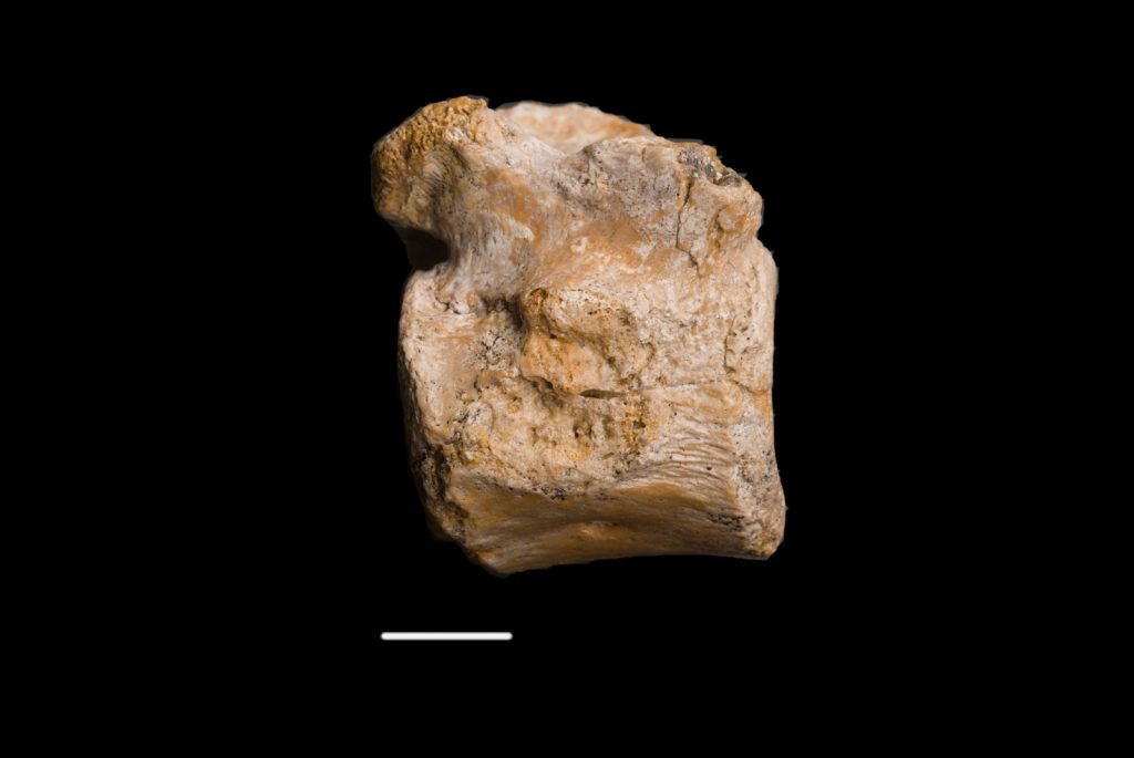 Pistosaurus longaevus vertebra, lateral view