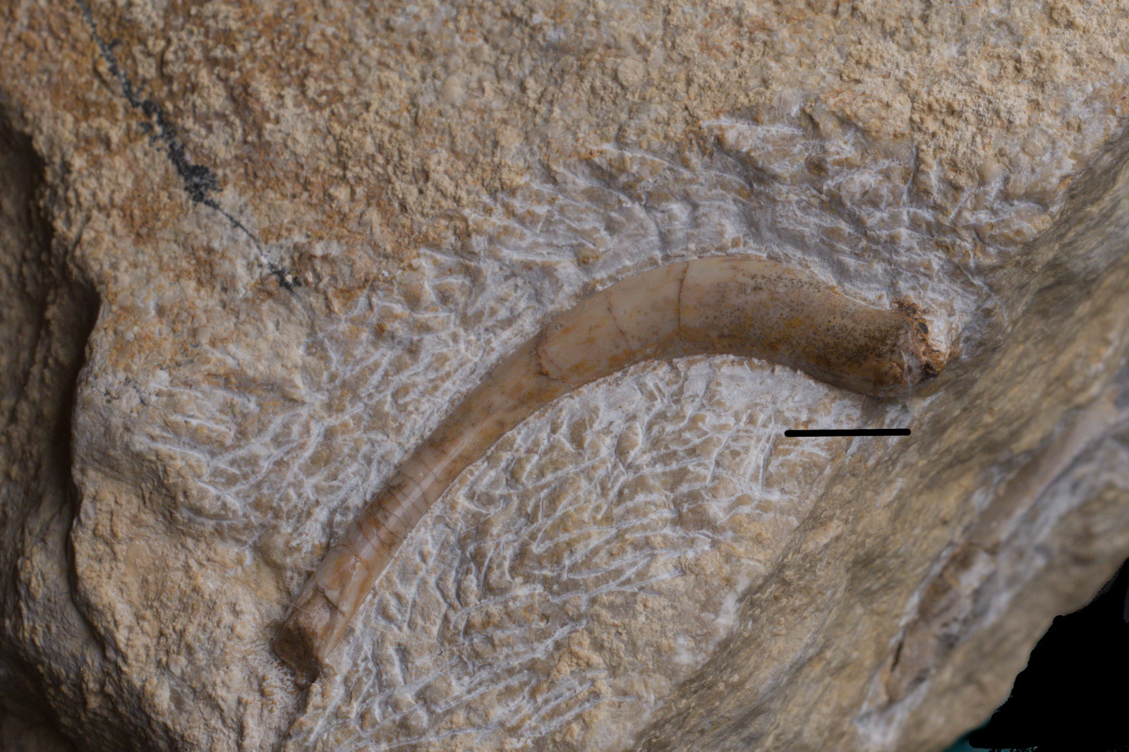 Sauropterygia cf. Nothosaurus, rib, 12/LMK