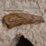 Sauropterygia cf. Nothosaurus tooth. Middle Triassic, Upper Muschelkalk. Upper SIlesia, Poland