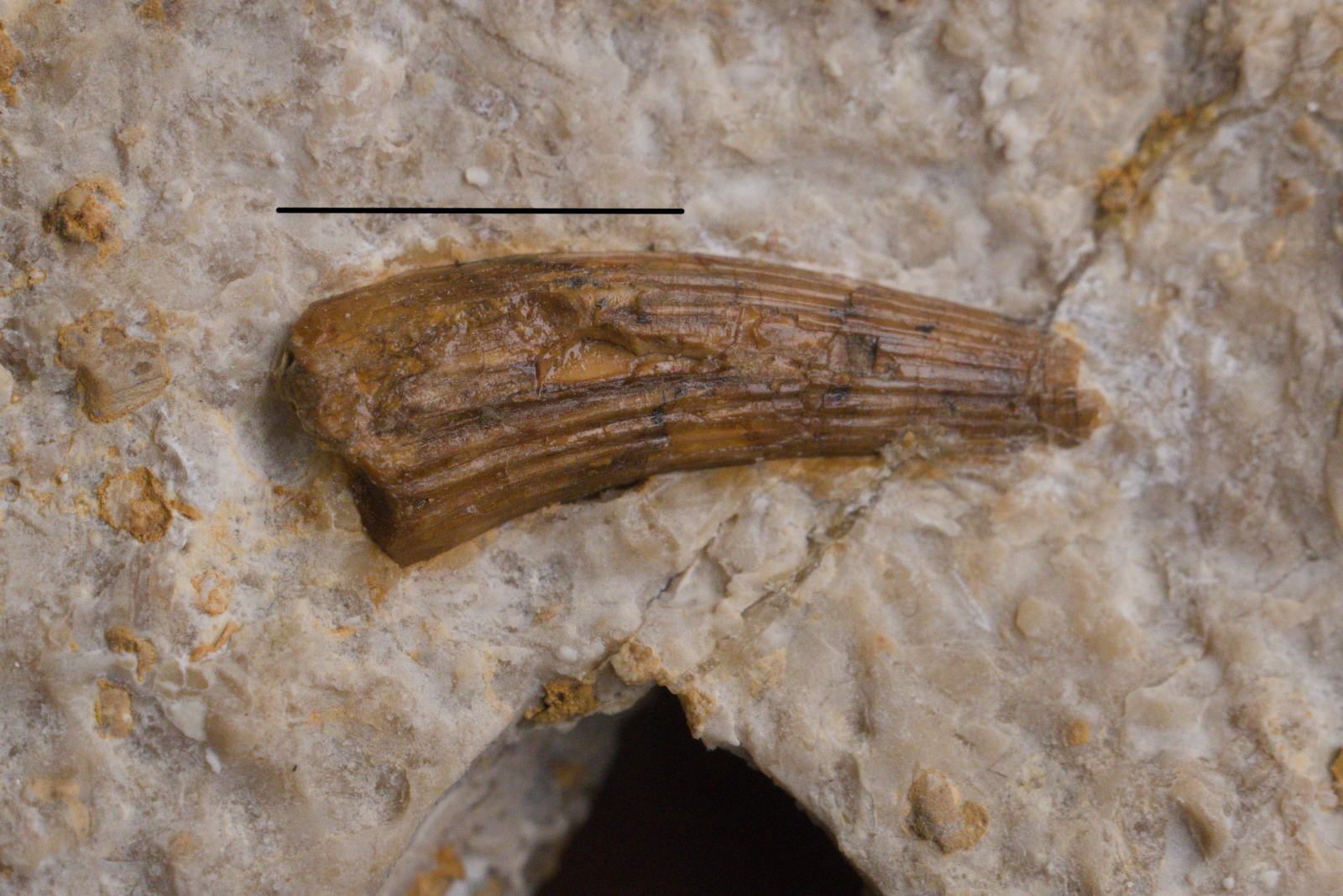 Sauropterygia cf. Nothosaurus, tooth. Trias Środkowy, górny wapień muszlowy. Górny Ślask, Polska
