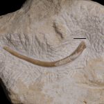 Complete Sauropterygia indet. rib, Gogolin Formation, Upper Silesia - Poland