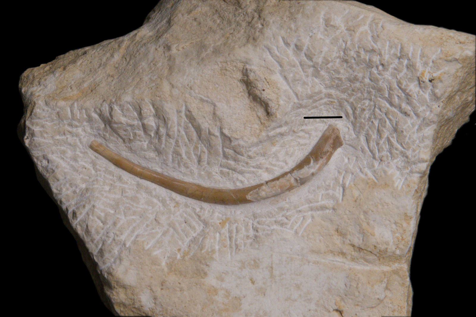 Sauropterygia cf. Nothosaurus, rib, 15/LMK