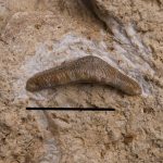 Acrodus sp., Upper Muschelkak, Upper Silesia, Poland