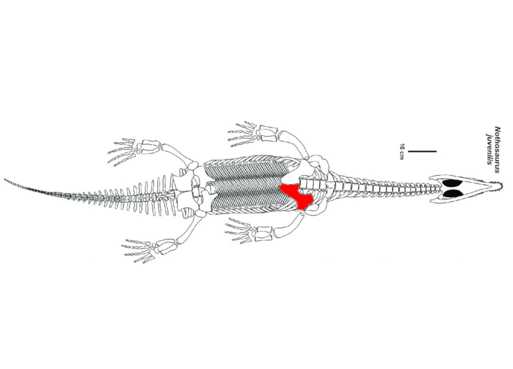Skeletal reconstruction of Nothosaurus by Cajus G. Diedrich (2013) from the New Mexico Museum of Natural History and Science Bulletin 61.