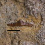 Crown of Polyacrodus sp. Middle Triassic, Upper Muschelkalk, Poland