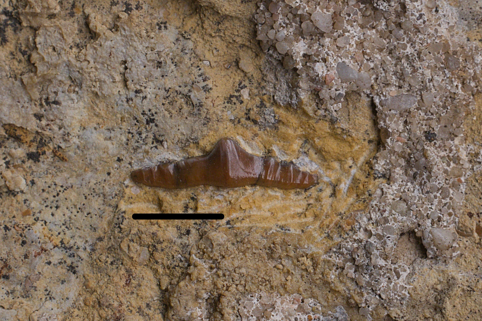 Polyacrodus sp., tooth, 9/UMK