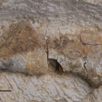 Nothosaurus sp., right coracoid in ventral view. Lower Muschelkalk, Gogolin Beds, Upper Silesia, Poland