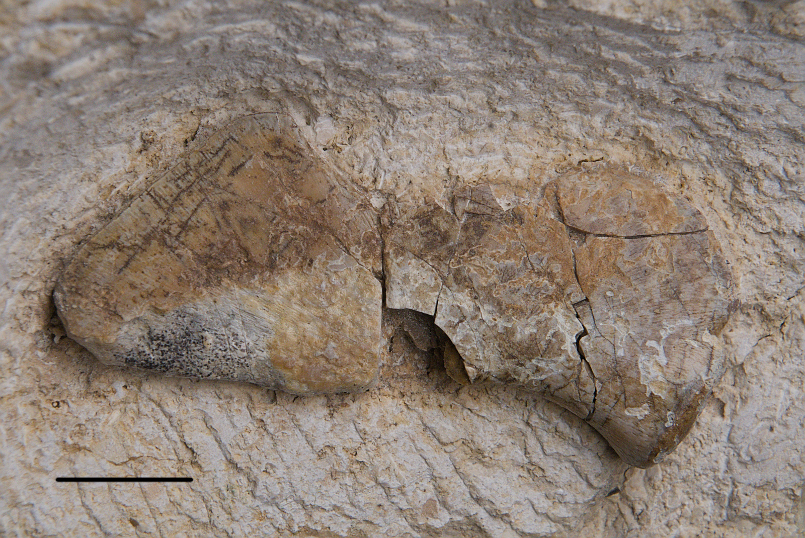 Nothosaurus sp., left coracoid, 18/LMK