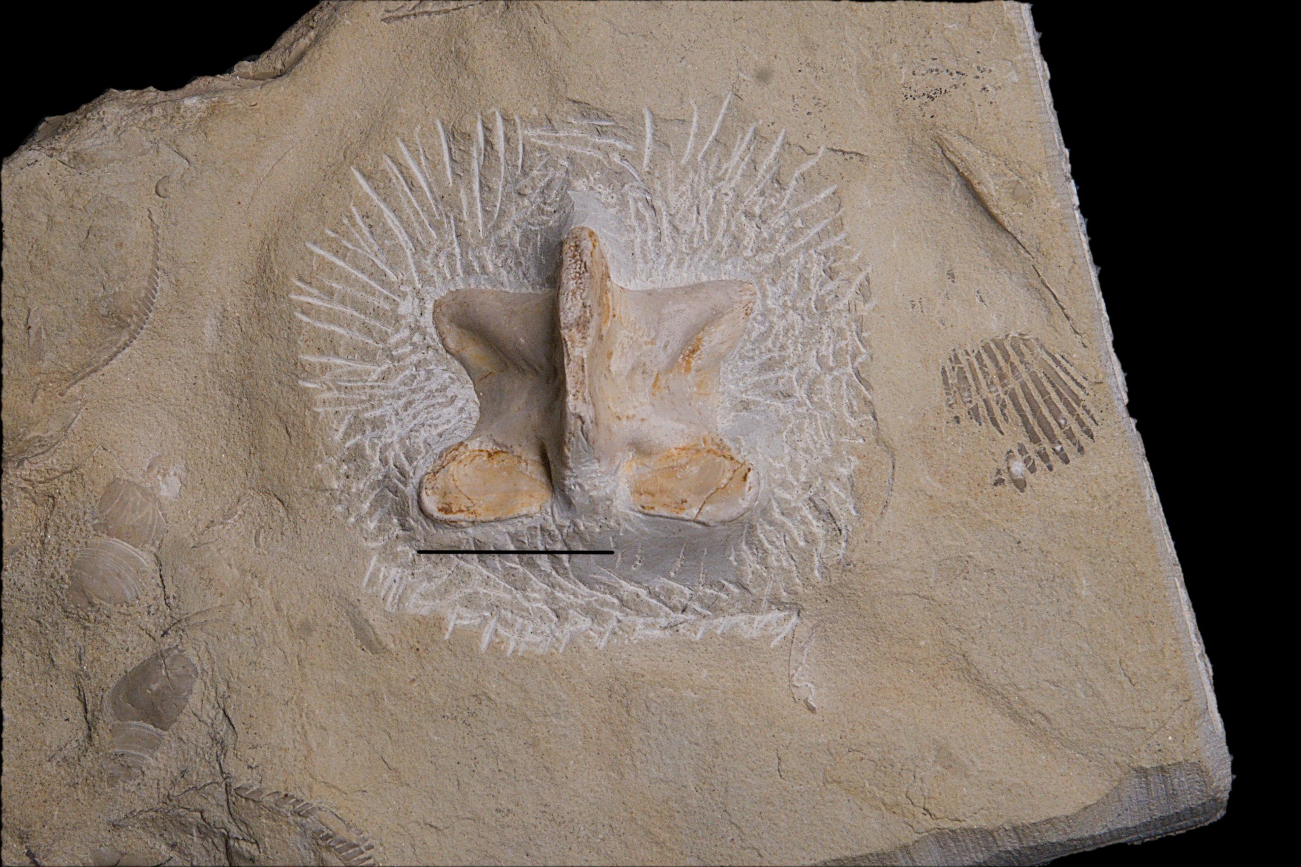 Nothosaurus sp., vertebral neural arch. Dorsal view. Scale bar 20mm