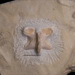 Nothosaurus sp. neural arch, Middle Triassic, Upper Silesia, Poland