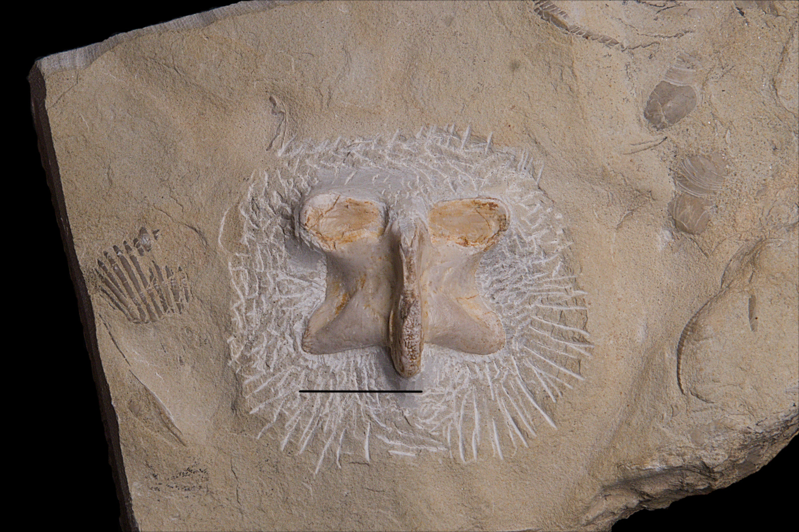 Nothosaurus sp., vertebral neural arch, 17/LMK