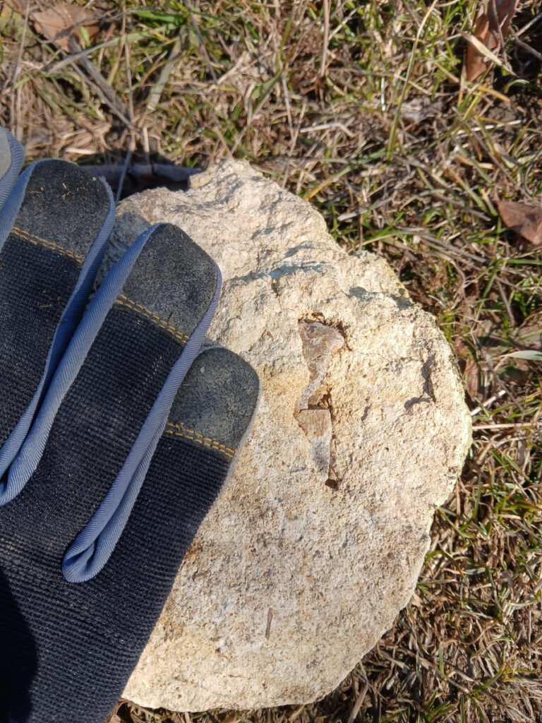 Nothosaurus sp, coracoid 18/LMK in-situ.