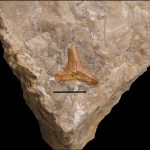 Parhybodus plicatilis, tooth. Górny wapień muszlowy, Górny Śląsk. Polska