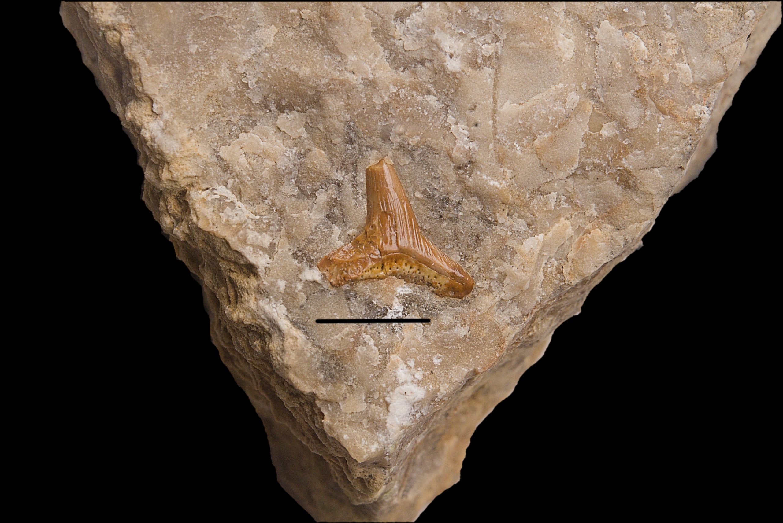 Parhybodus plicatilis tooth. Middle Triassic - Upper Muschelkalk. Upeer Silesia, Poland